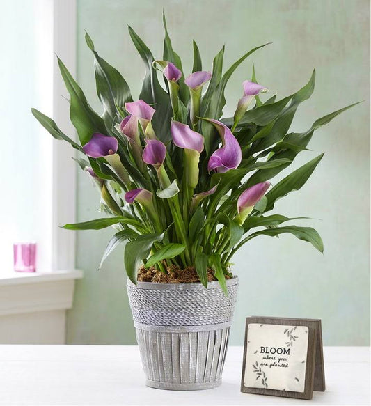 1-800-Flowers Elegant Calla Lily Purple