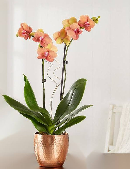 1-800-Flowers Bonfire Warmth Orchid Small 157982l2n